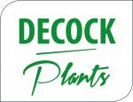 DECOCK Plants
